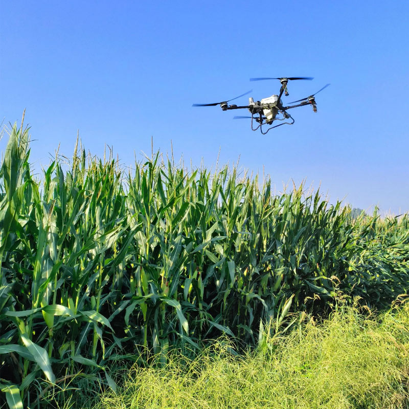 DJI Agras agricultural drone spraying pesticide on corn field in US Midwest farm